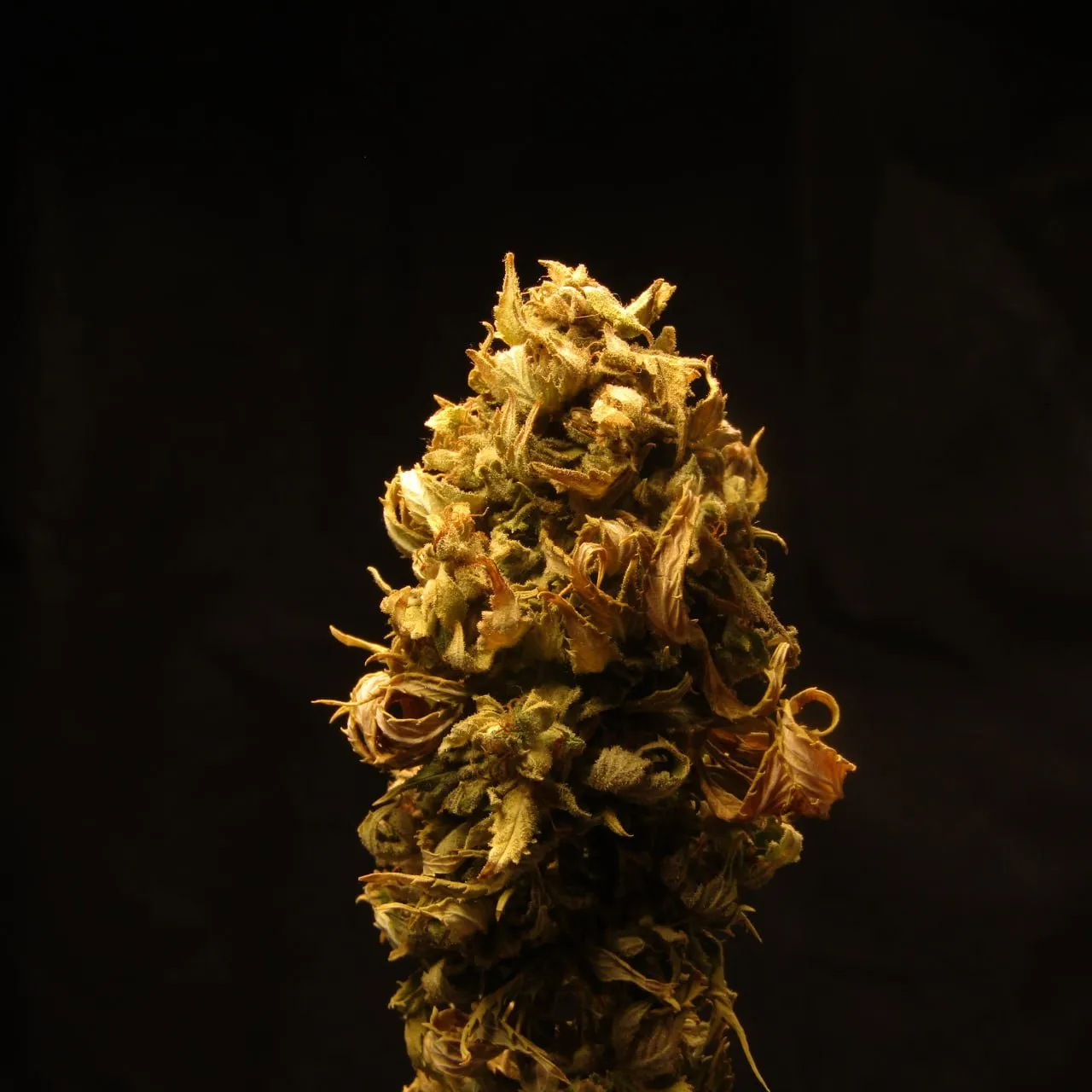 A single dried, seeded cannabis top with yellow-brown leaves, lit from the side against a black background.