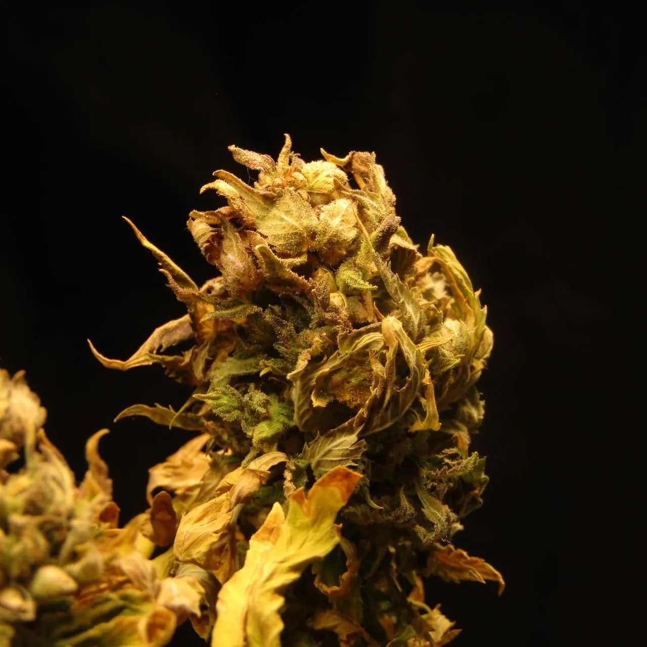A dried cannabis top with pale green and amber leaves next to a second blurred top, on a black background.