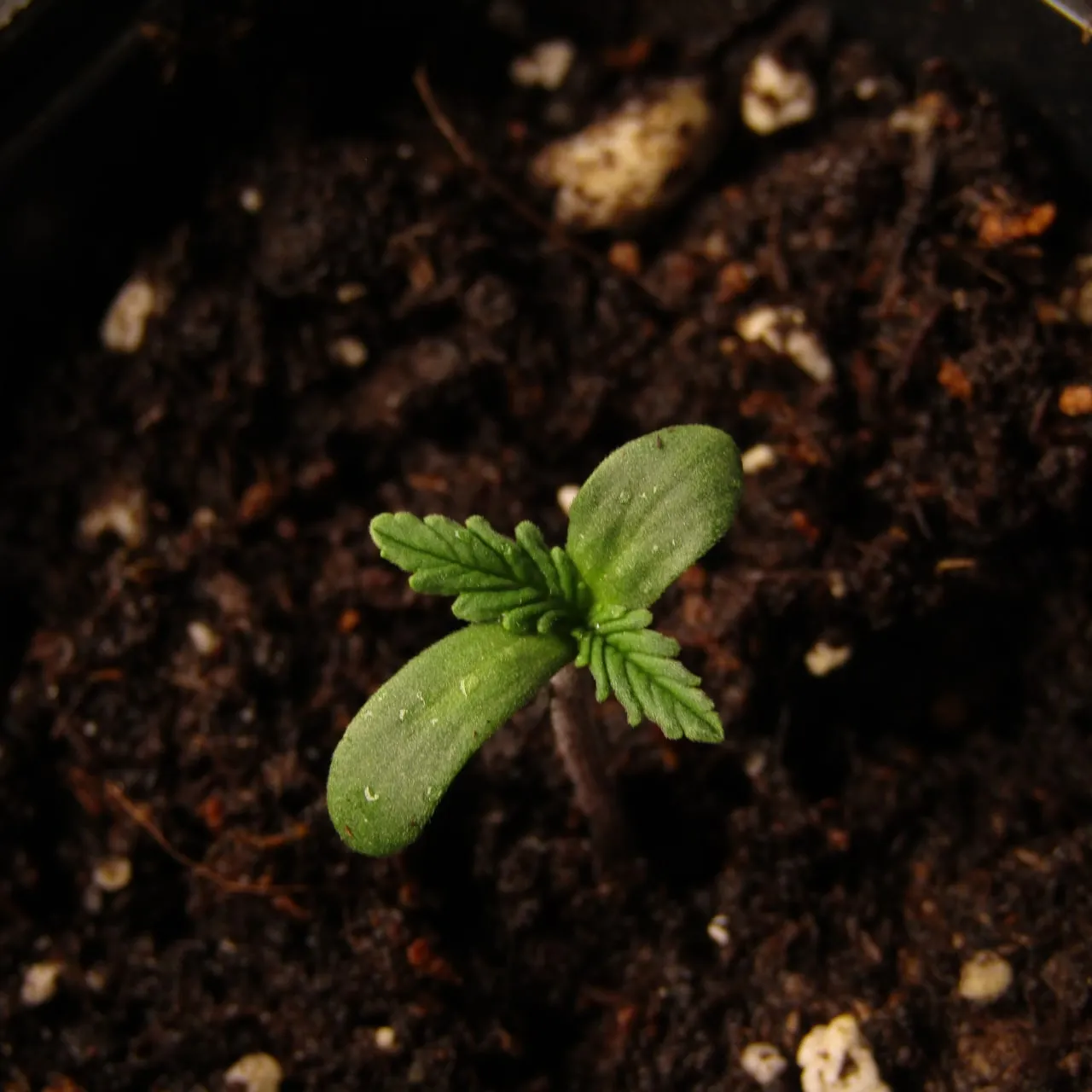 A cannabis seedling from above with two cotyledons and the first pair of toothed true leaves on dark soil.