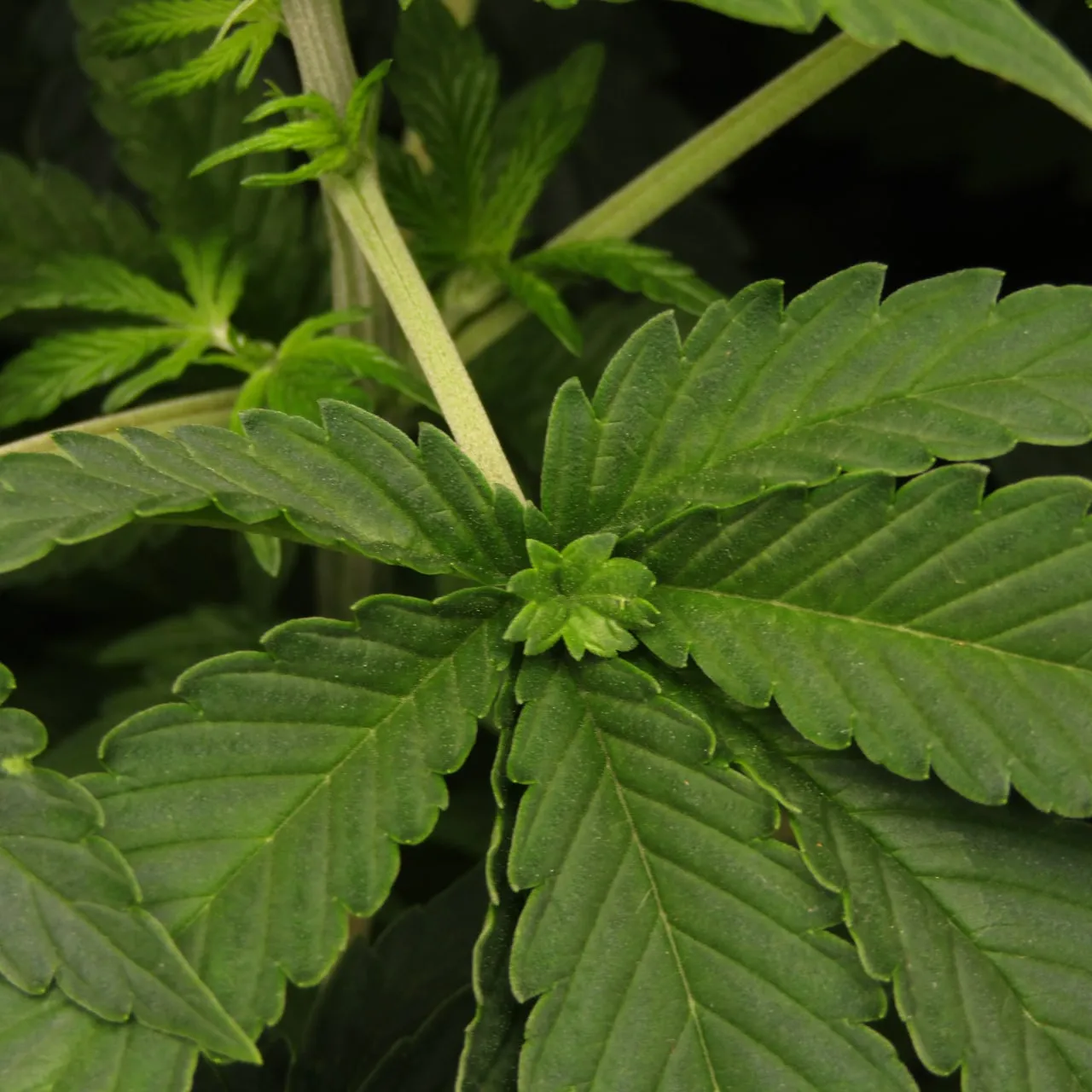 Close-up of dark green cannabis fan leaves, with a small rosette of extra leaflets growing from the centre of one leaf.