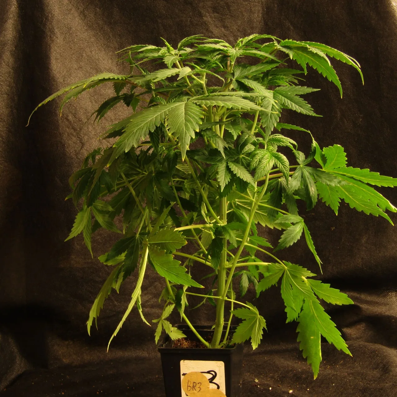 A whole branchy young cannabis plant with long narrow leaves against dark cloth.