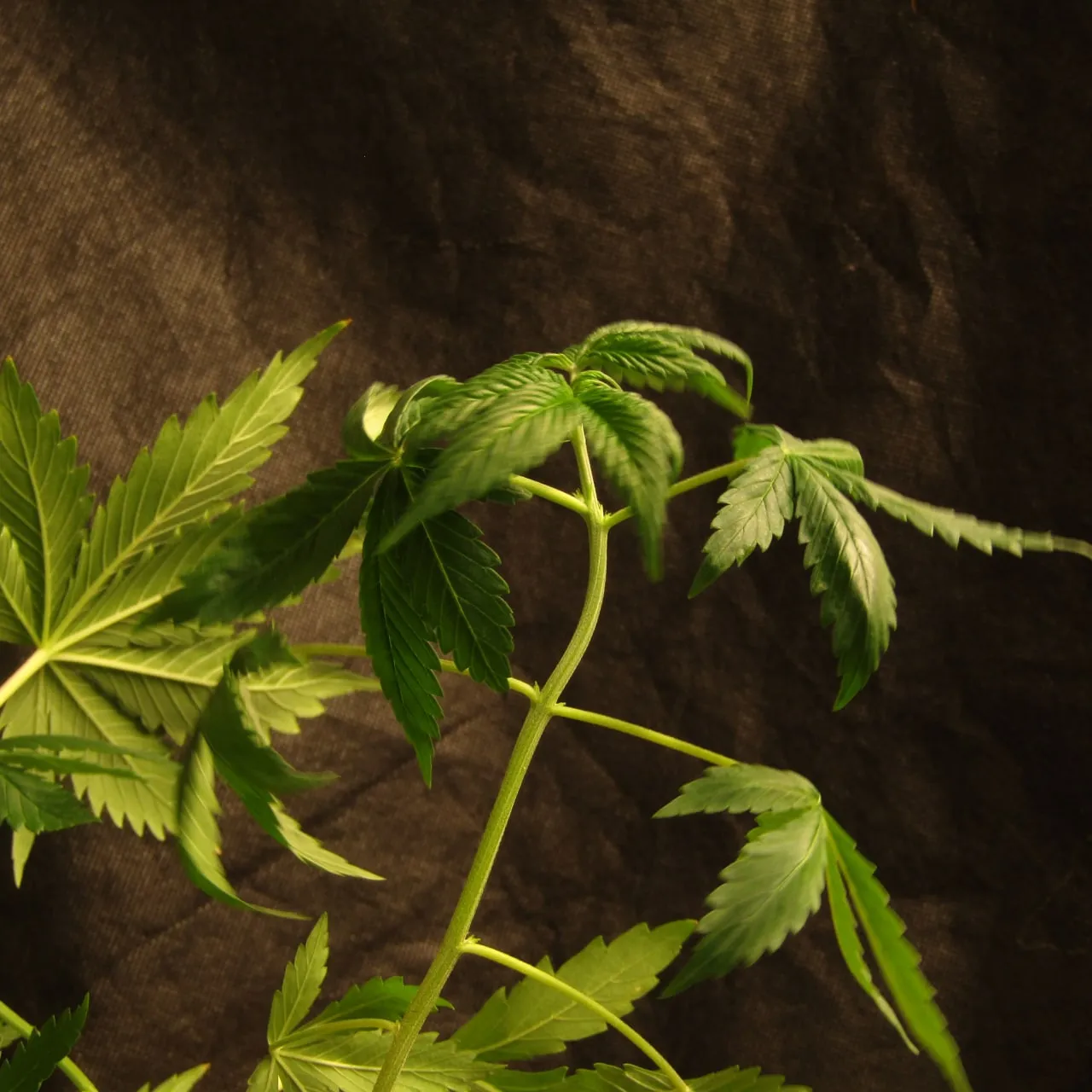 A pale green cannabis stem bends in an arc between fan leaves against dark cloth.