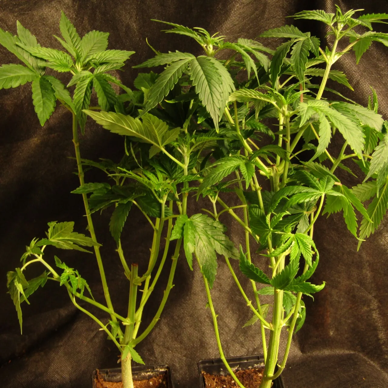 Two young cannabis plants side by side on dark cloth, the left one with a thick cut main stem and the right one with thin flexible branches.