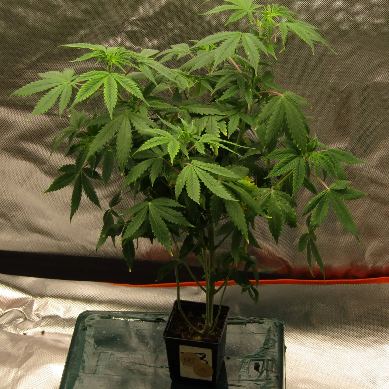 A branchy cannabis plant with long narrow fan leaves against silver fabric.