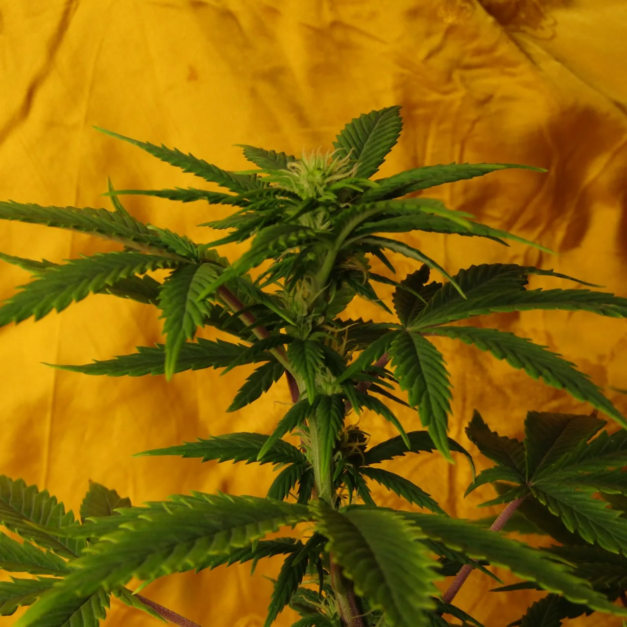 A cannabis top with fine white pistils among narrow green leaves against yellow cloth.
