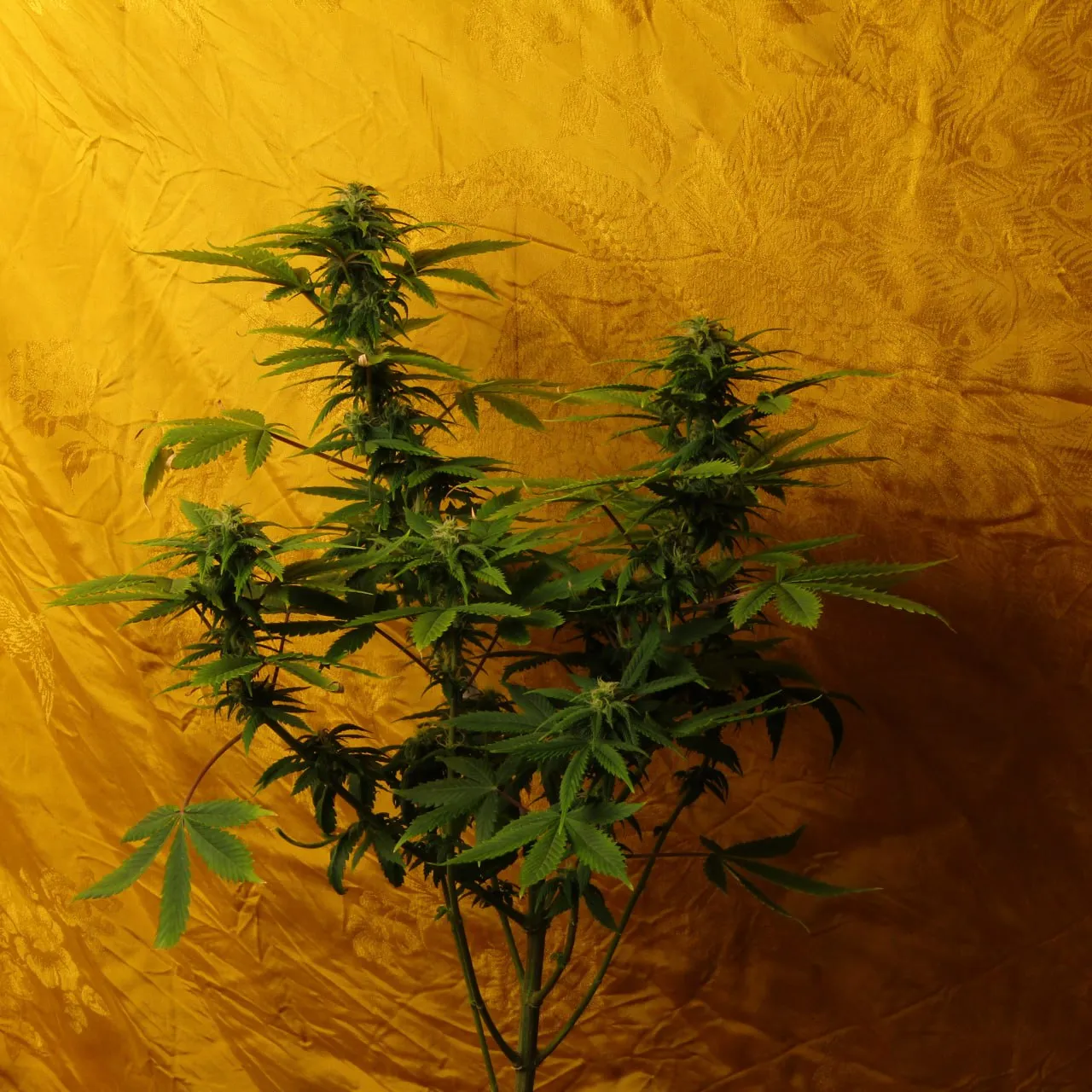 A tall flowering cannabis plant with two main tops against yellow cloth.