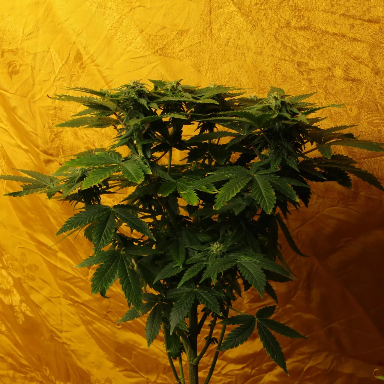A dense, flat-topped flowering cannabis plant with many tops against yellow cloth.
