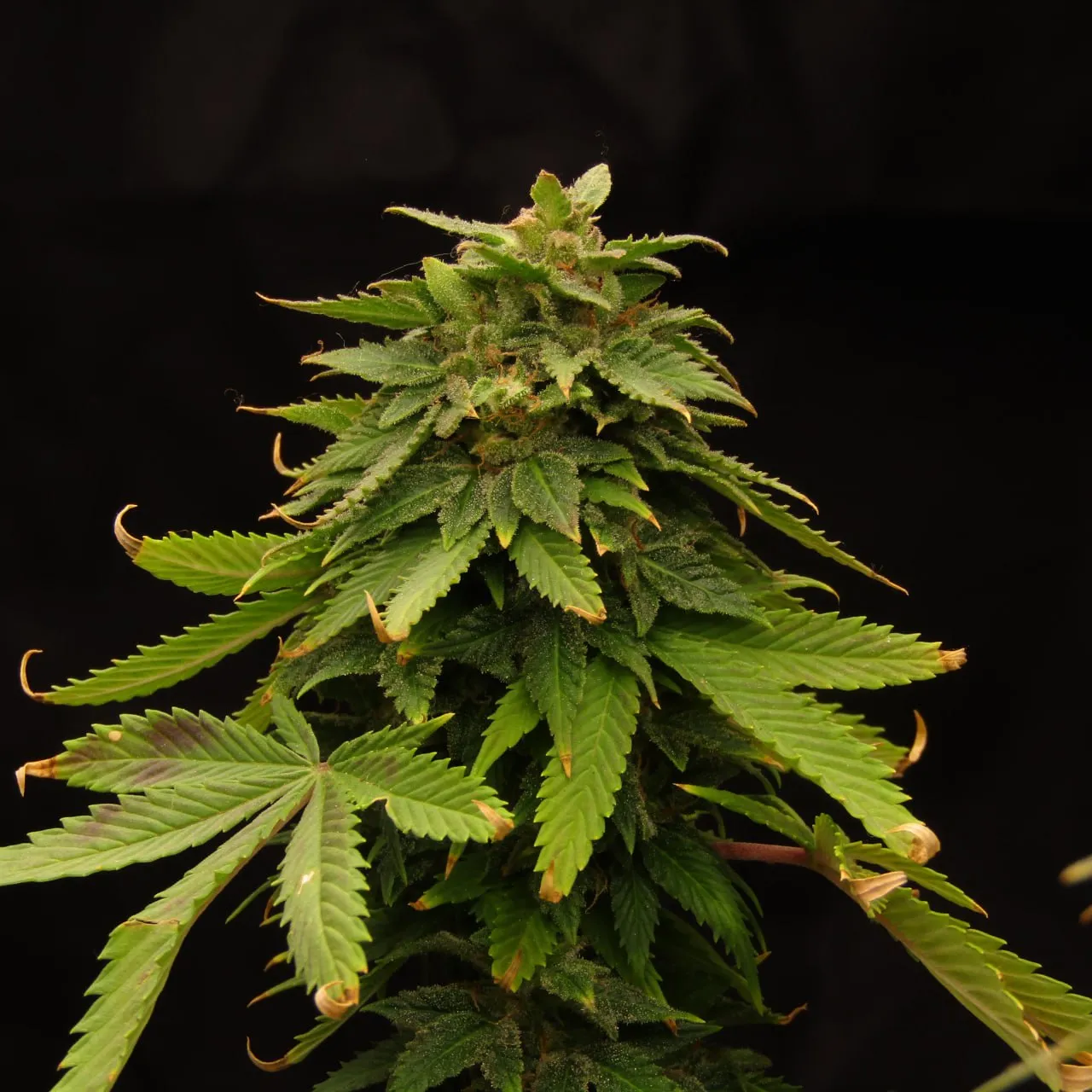 A dense green cannabis top with trichomes and dried, curled leaf tips on a black background.