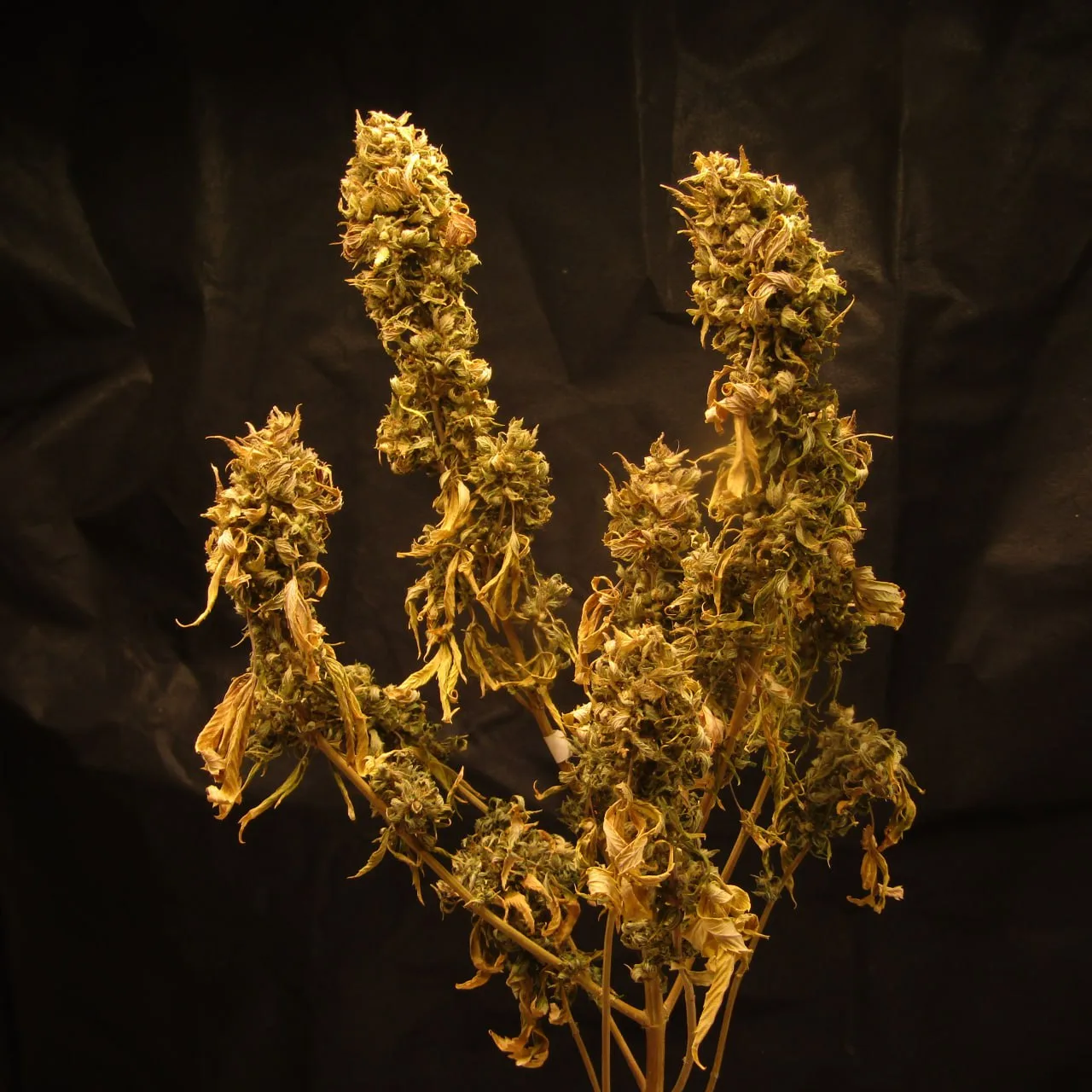 A dried cannabis plant with several long yellow-green tops against dark cloth.