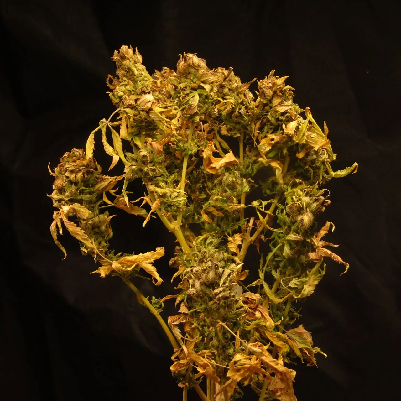 A dried cannabis plant with dense tops and yellowed, curled leaves against black cloth.