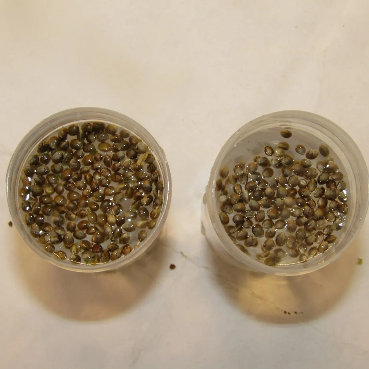 Two clear cups of soaking seeds on a plain white surface, seen from above.