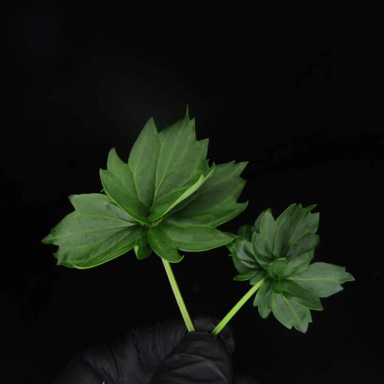 Two rosette-like leaves with fused, pointed lobes held by a black-gloved hand on a black backdrop.