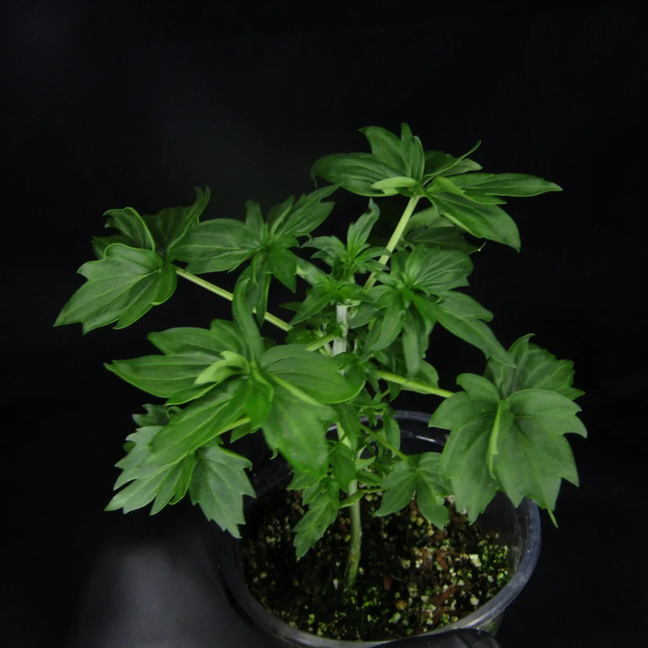 Young plant with broad, fused-tip leaves in a clear cup, held in a black glove against a black backdrop.