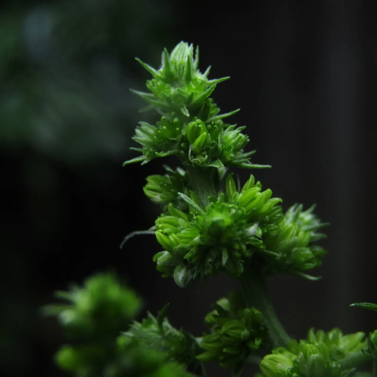 Close-up of clustered green male flower buds on a dark background.