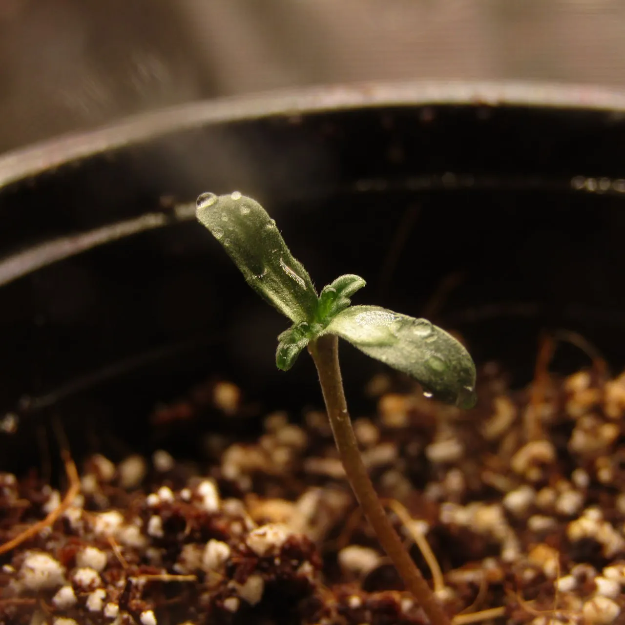 Seedling with water droplets on its first leaves.