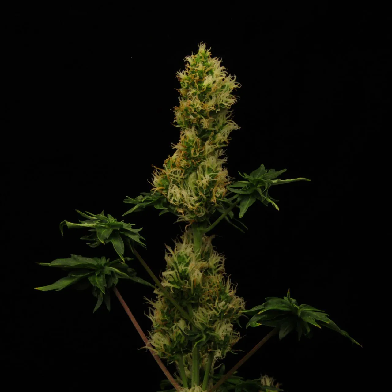 Flowering female top with white pistils and pointed, fused leaves on a black backdrop.