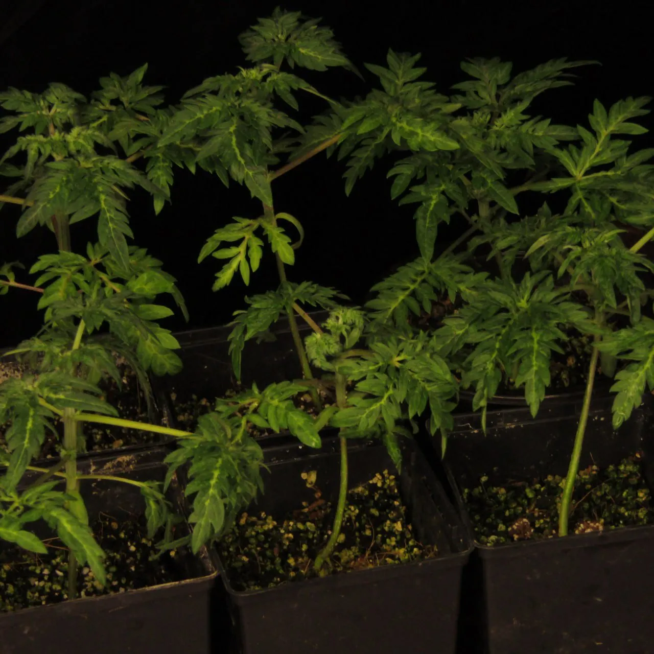 Several young plants with narrow, deeply divided leaves against a black backdrop.