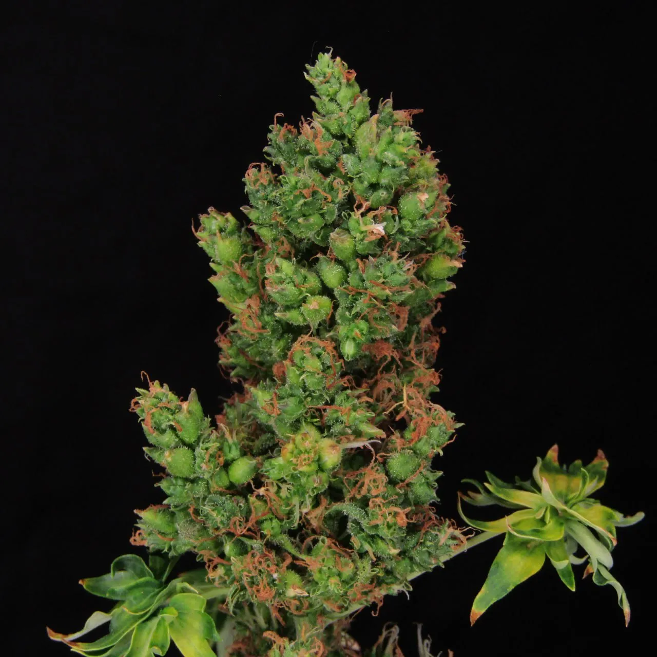 Large green cola with swollen calyxes and orange pistils on a black background.