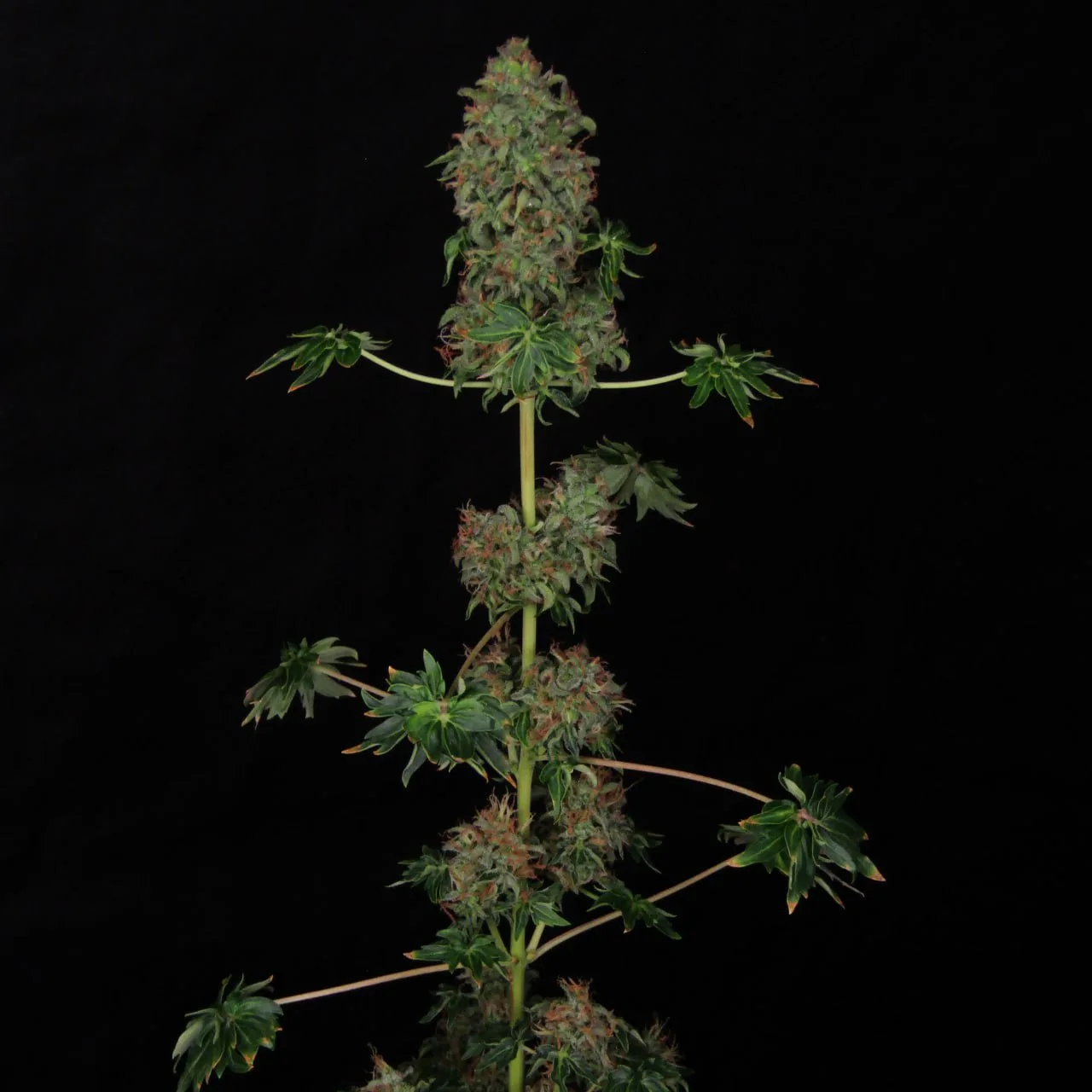 Tall flowering plant with a dense top cola and ABC fan leaves on a black backdrop.