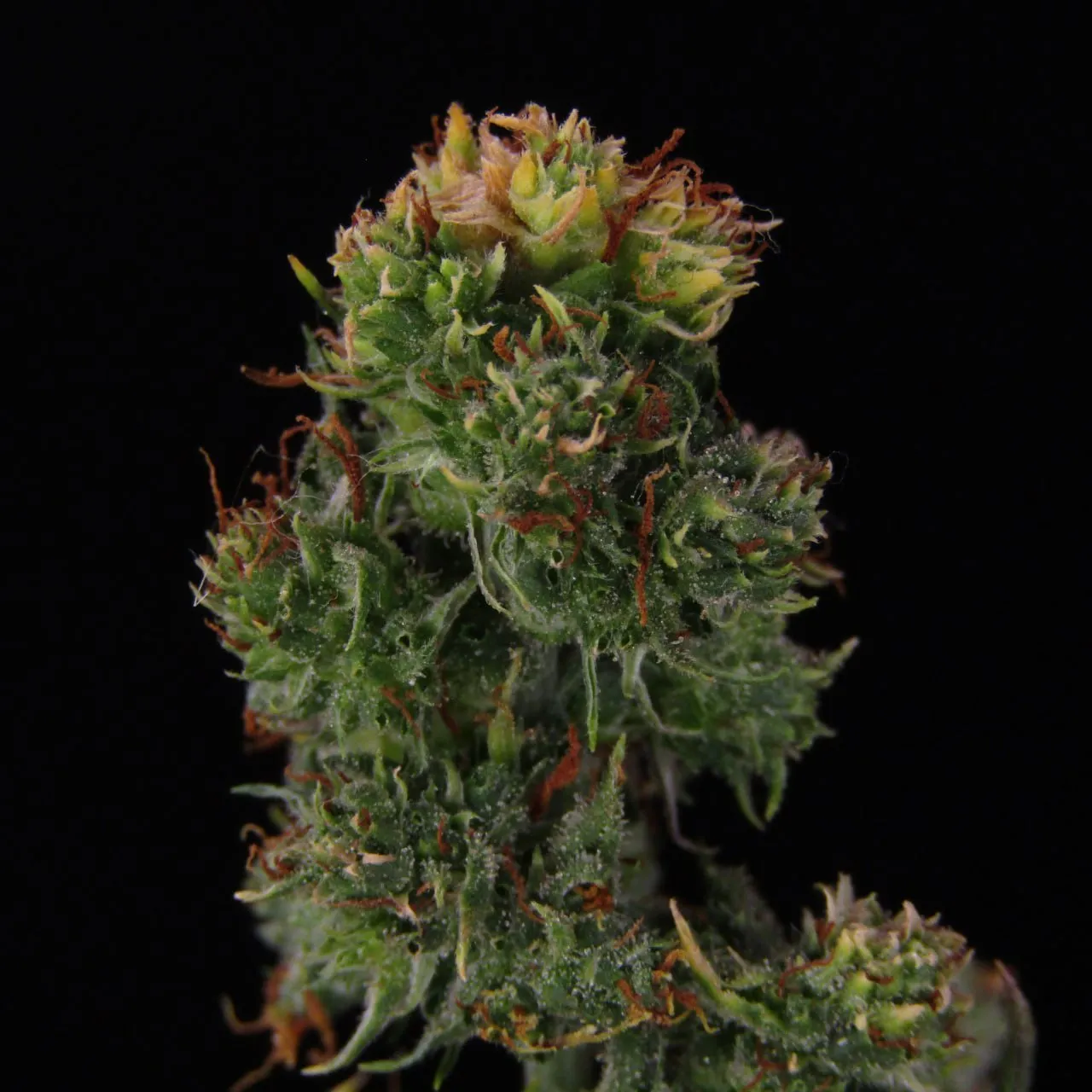 Frosty bud whose top is made of pale yellow-green, succulent-like bracts, on a black background.