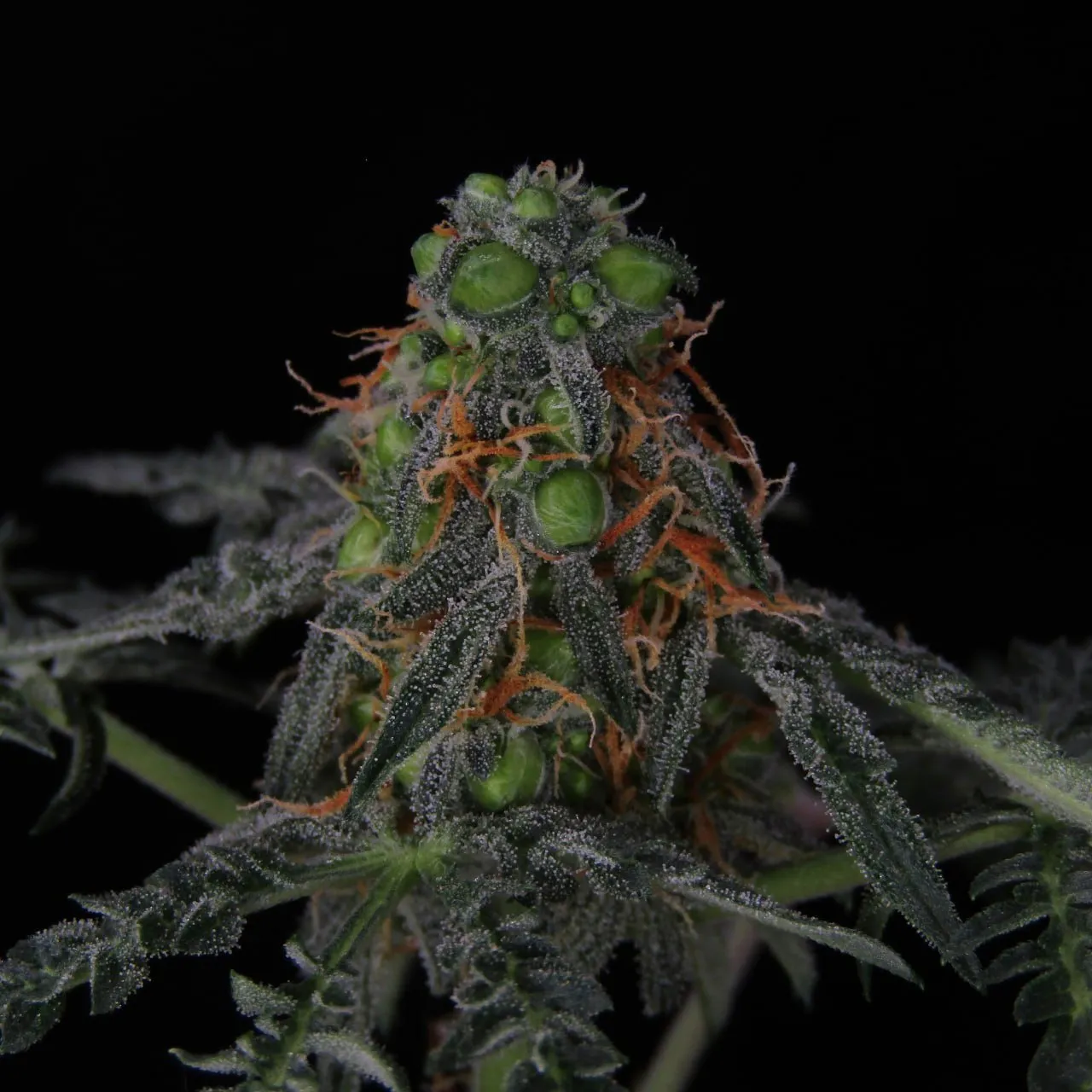 Trichome-covered bud with round, swollen green calyxes and orange pistils on black.