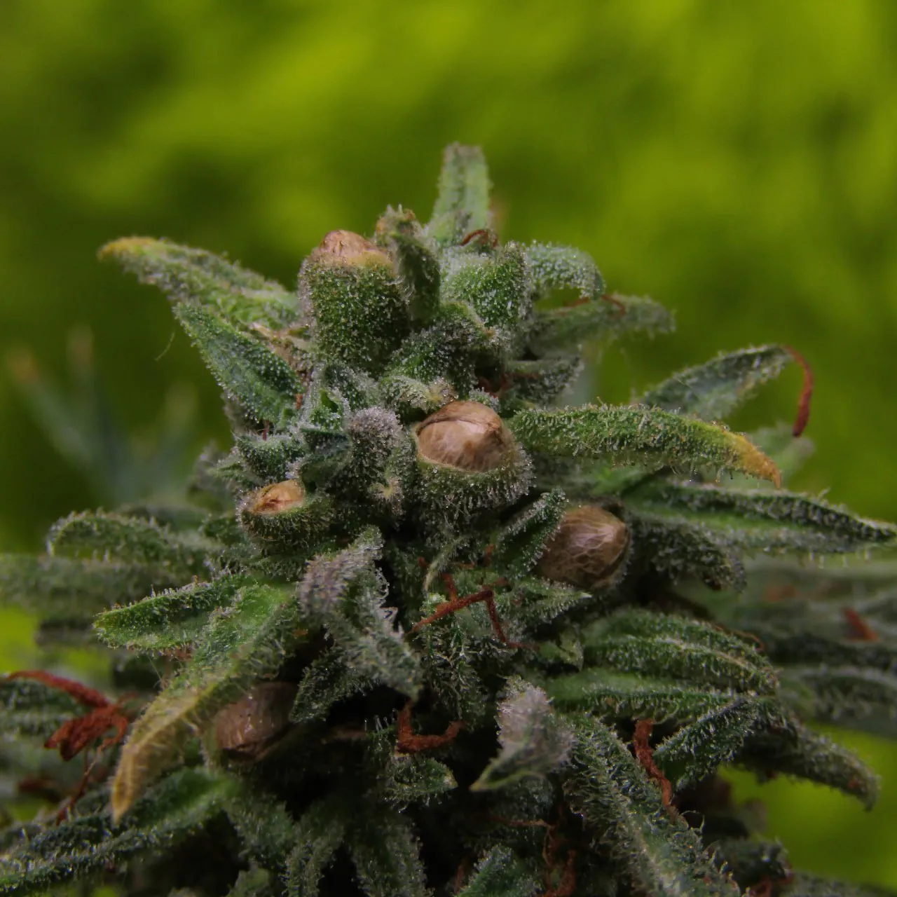 Close-up of a frosty bud with brown ripe seeds showing through the calyxes, on a blurred green backdrop.