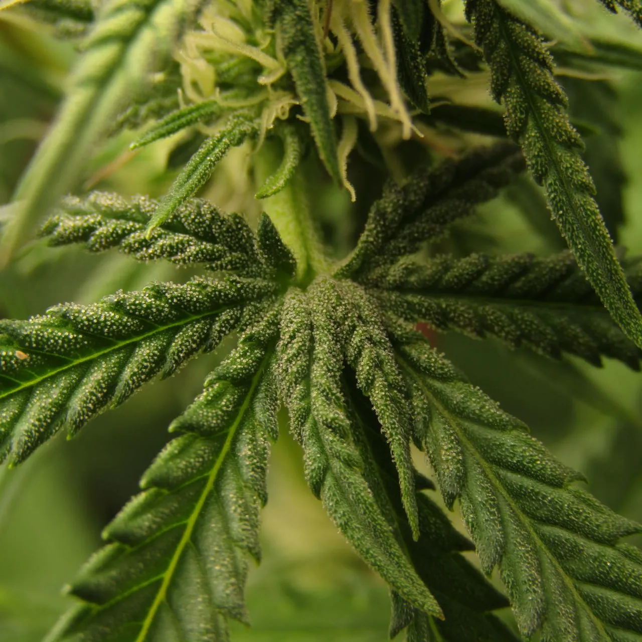 Close-up of leaves beside a flower cluster, densely covered in trichomes.