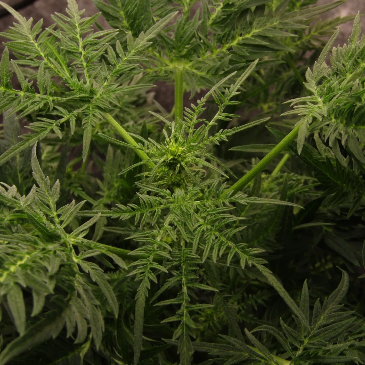 Plant with deeply divided narrow leaves, top view against grey fabric.