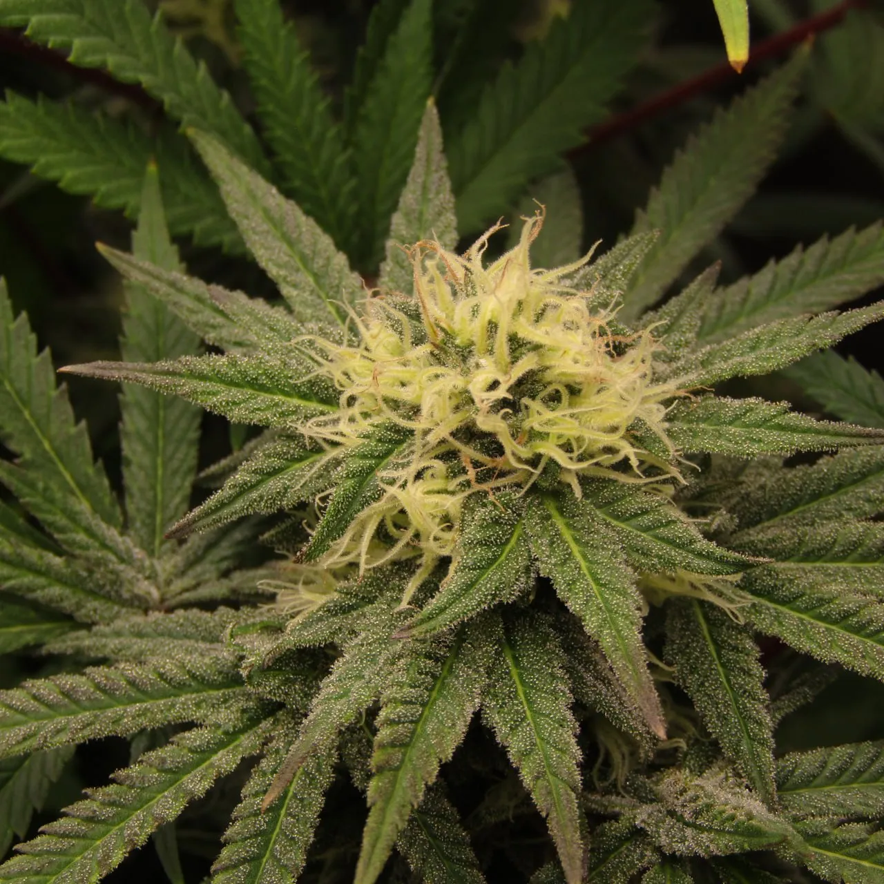 Flower top with white pistils surrounded by trichome-covered leaves.