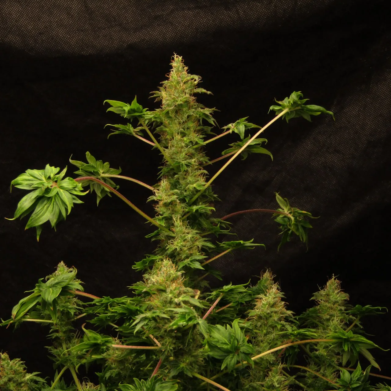 Vertical plant structure.