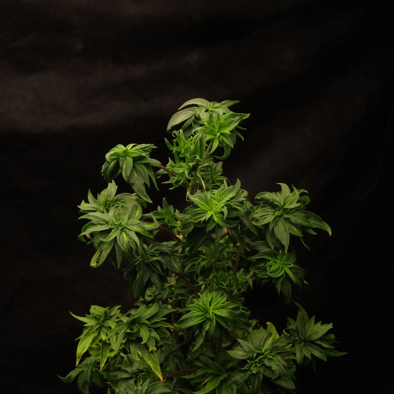 Top of a vegetating plant with clusters of pointed leaves on dark fabric.