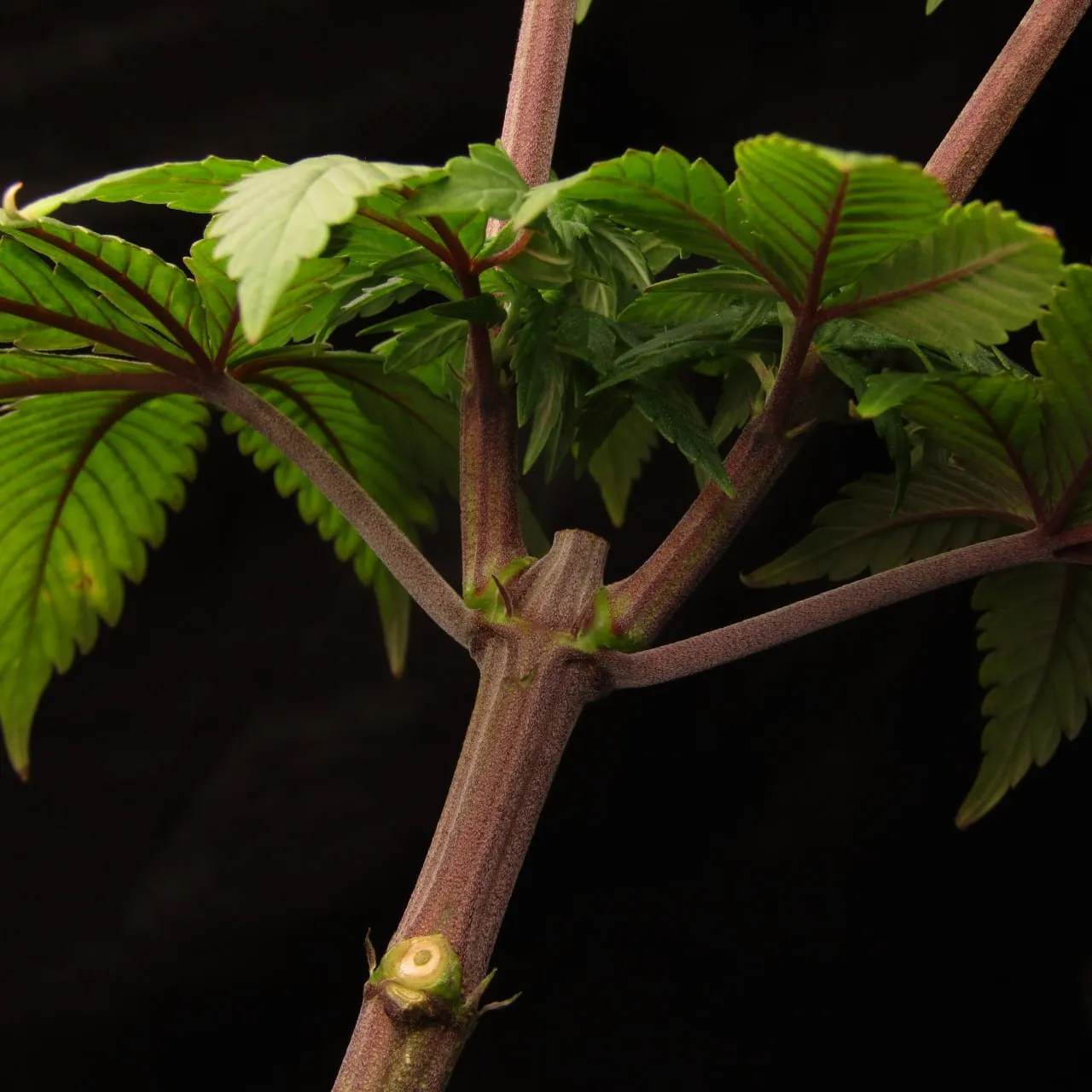 Purple stem with branching and broad serrated leaves on a black background.