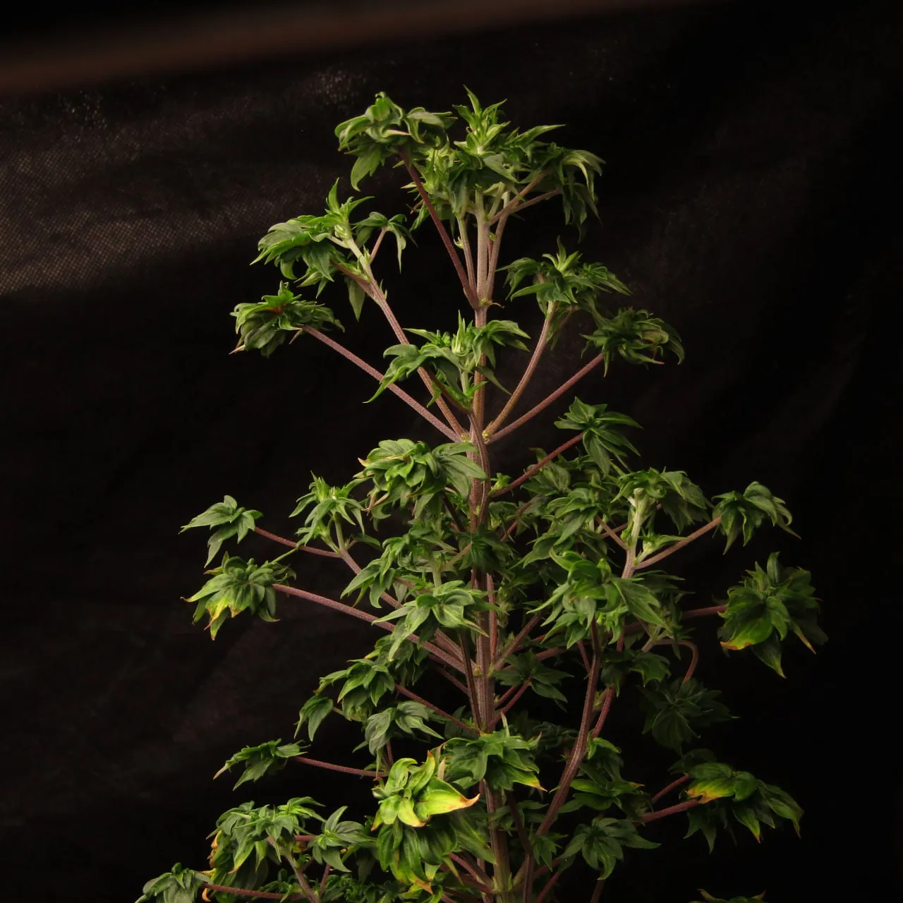 Tall plant with purple branches and fused-lobe leaves on dark fabric.