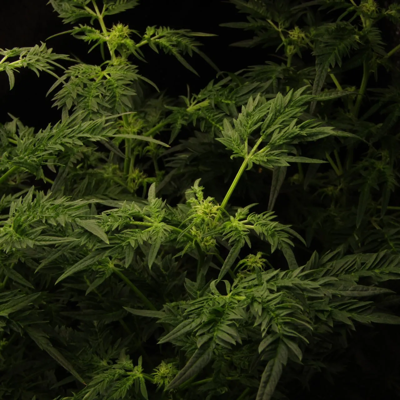 Several plants with narrow divided leaves on a dark background.
