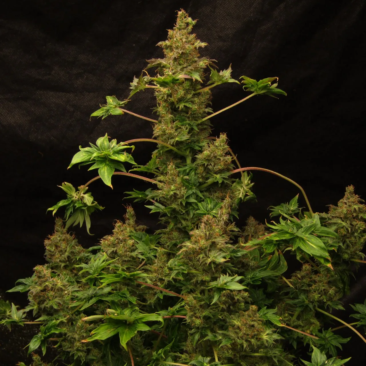 Flowering plant with dense colas and fused-lobe leaves on dark fabric.