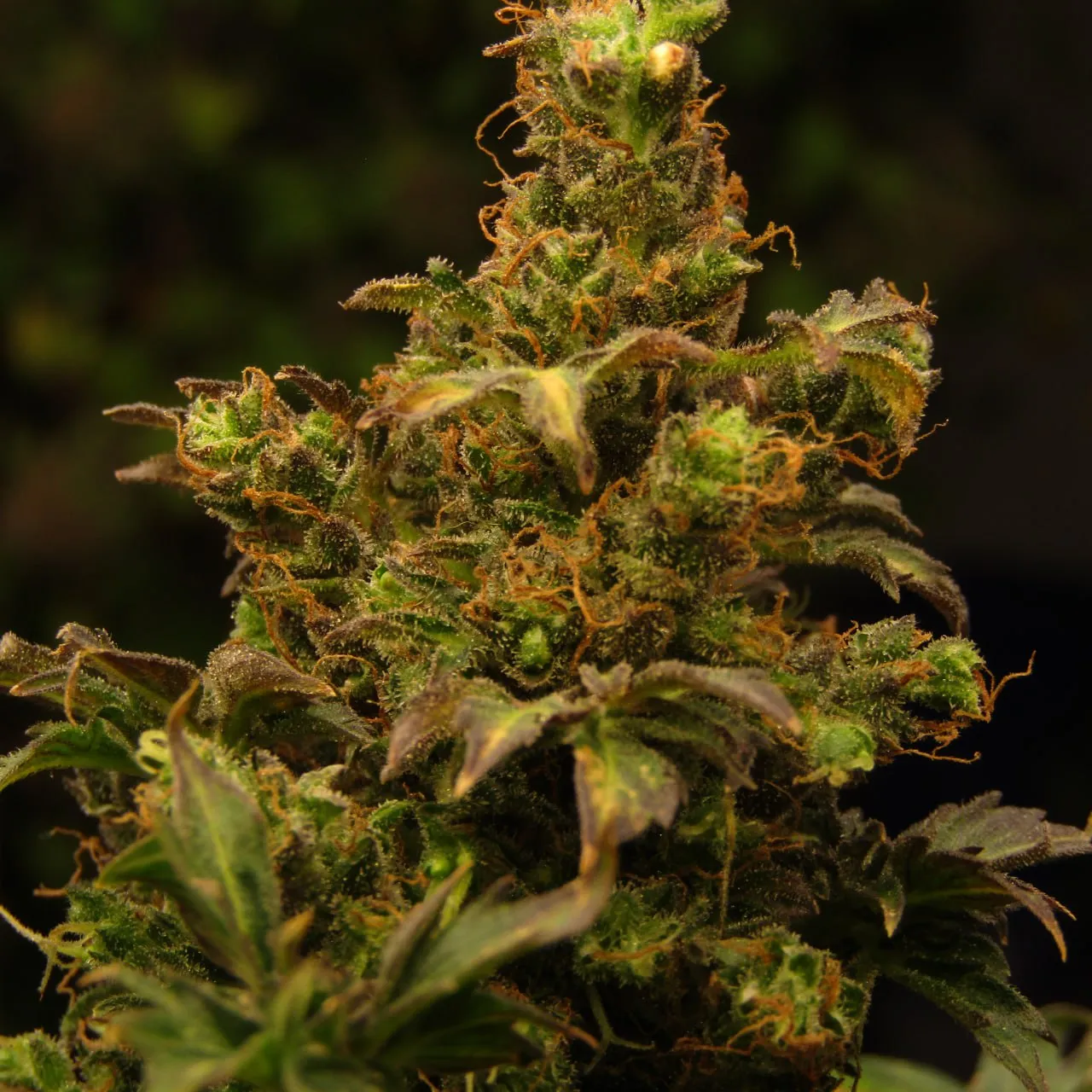 Close-up of a cola with orange pistils and trichomes on a blurred dark background.