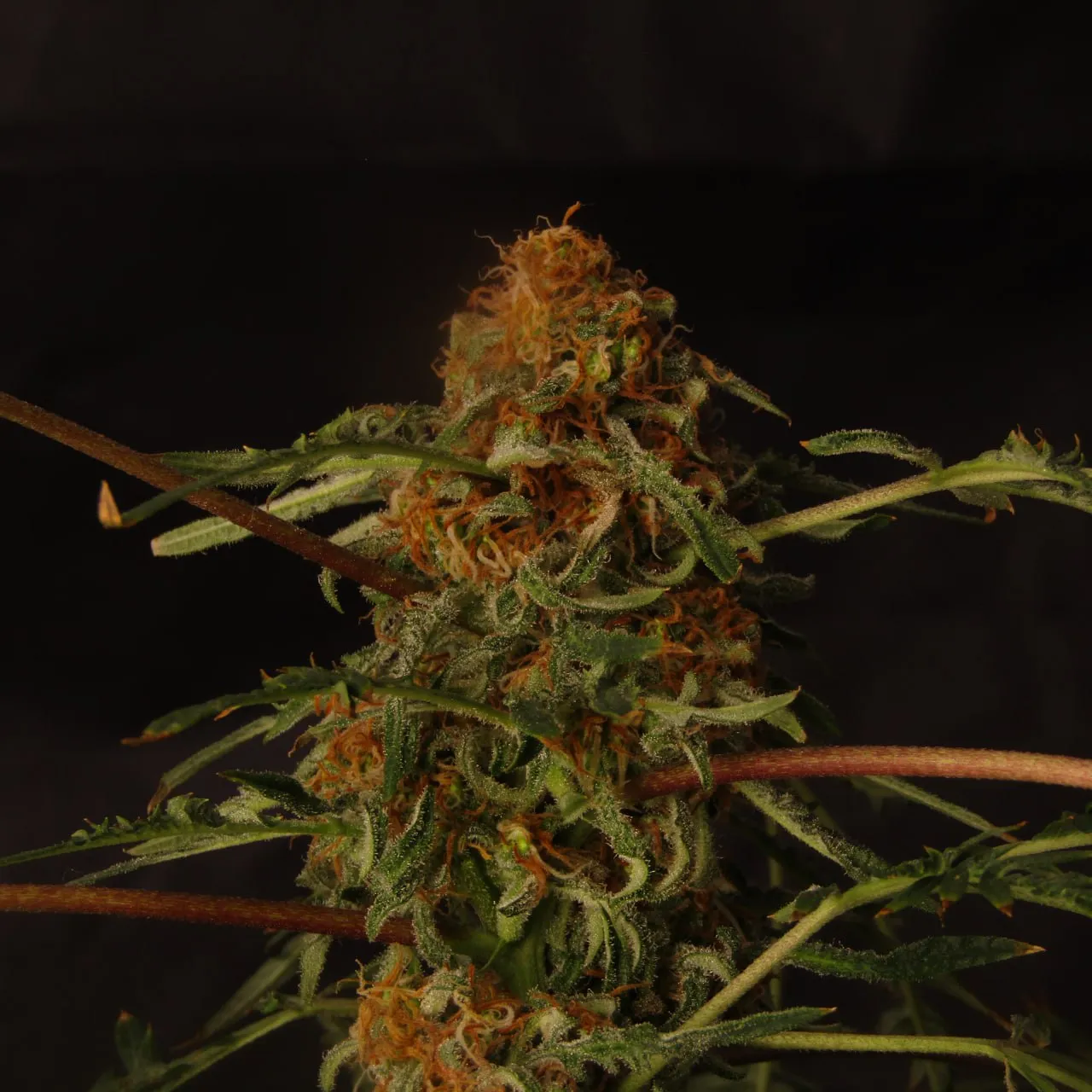 Dense cola with orange pistils and purple leaf stems on a black background.