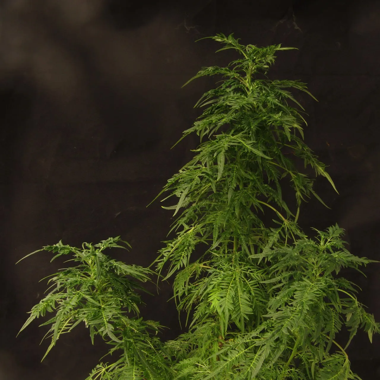Vegetating plant with narrow divided leaves on dark fabric.