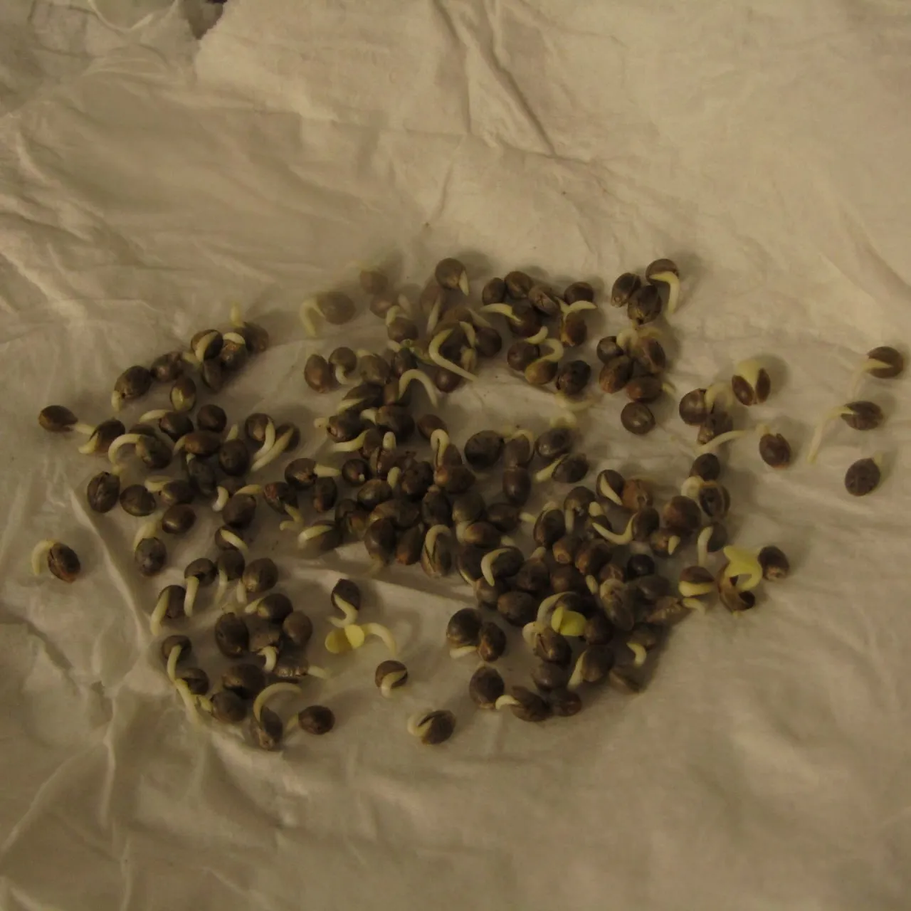 Many germinated seeds with white roots on a paper towel.
