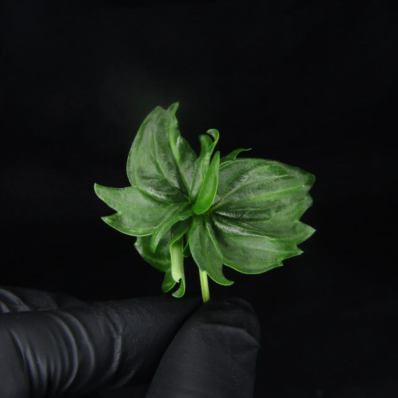 Leaf with fused rounded lobes held in a black-gloved hand on a black background.