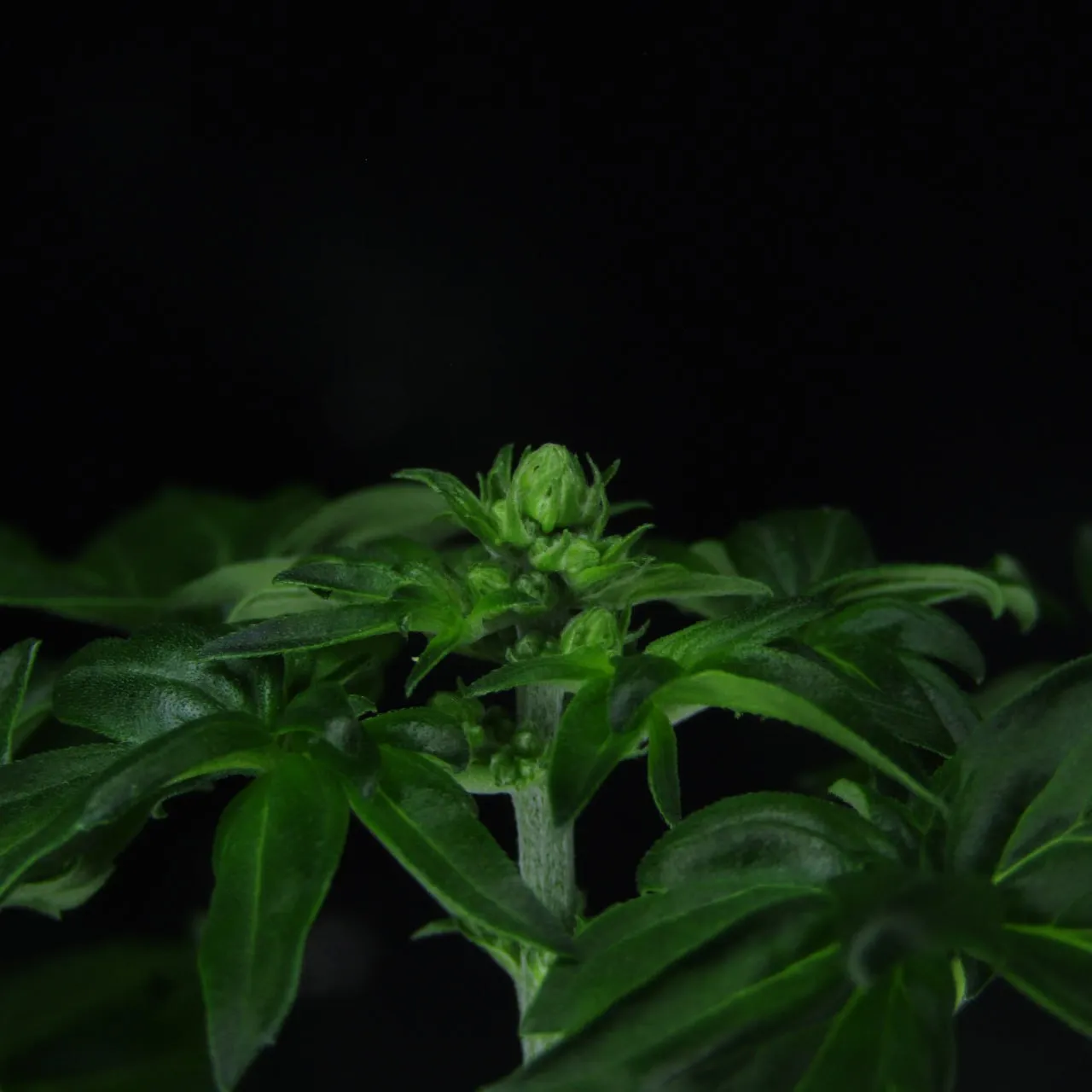 Plant top with forming flower buds among the leaves on a black background.