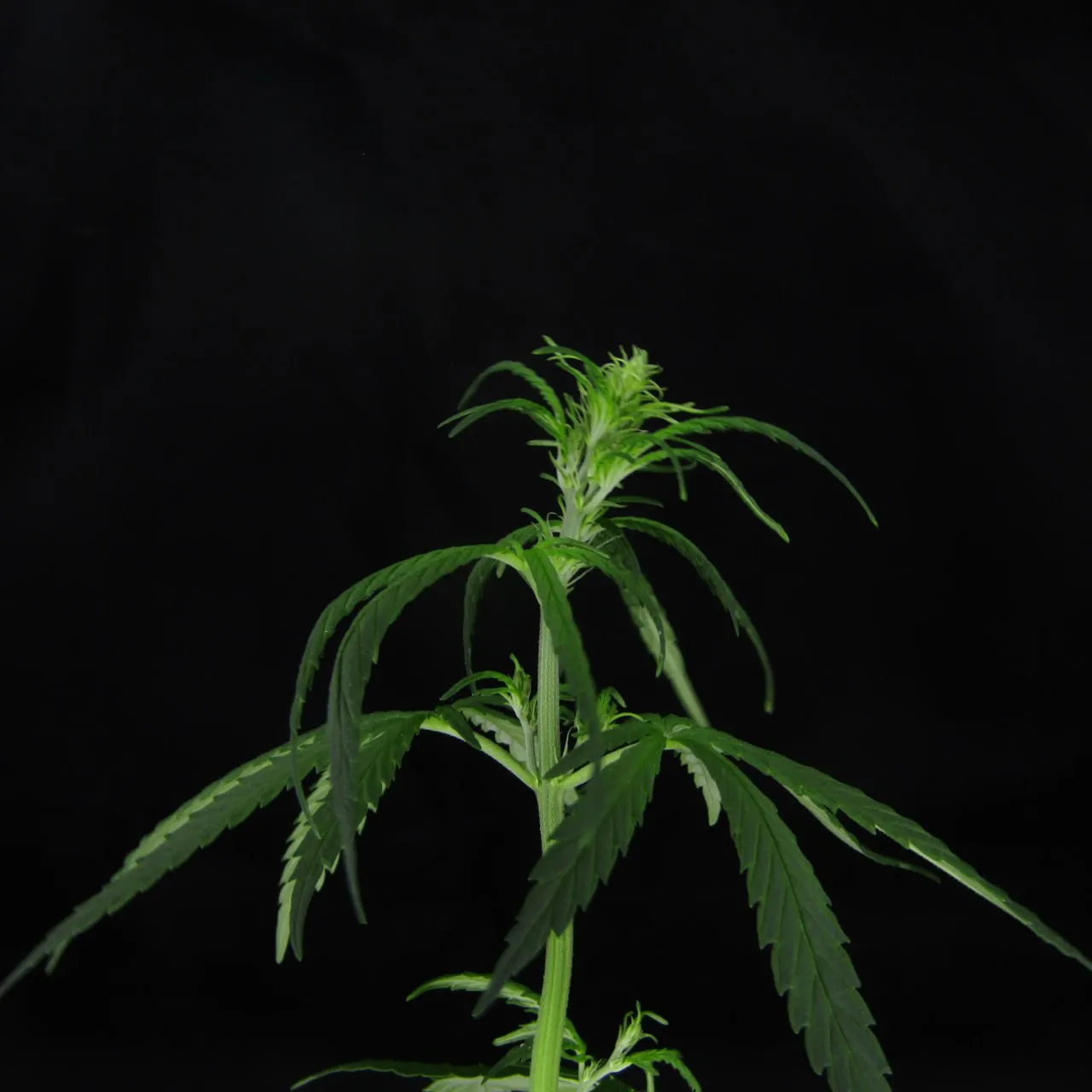 Top of a young plant with pistils and narrow leaves on a black background.