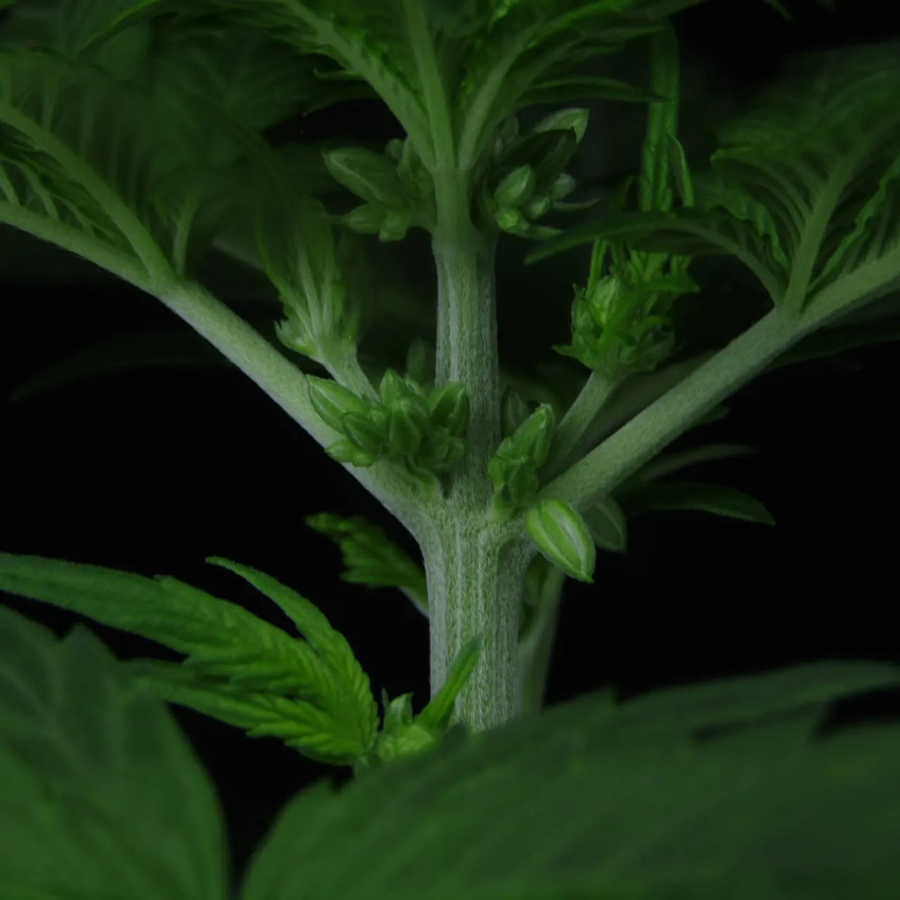 Close-up of a fuzzy stem with clusters of closed male flowers on a dark background.