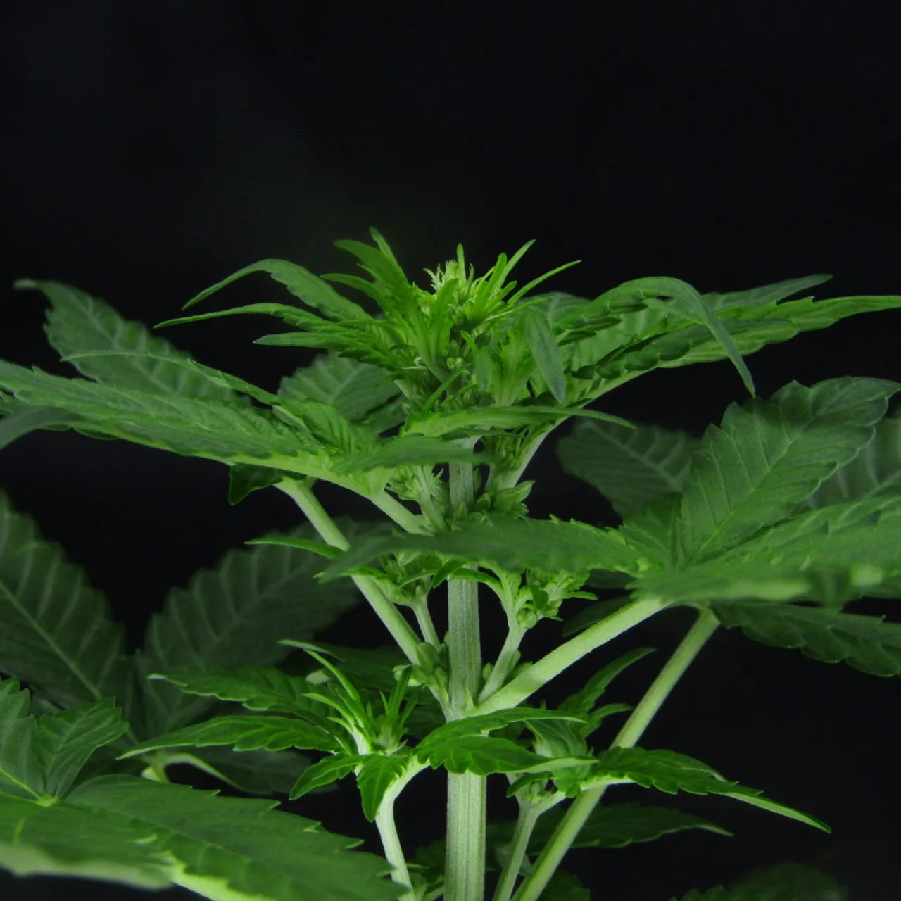 Top of a branchy plant with its first flowers and broad serrated leaves on a black background.