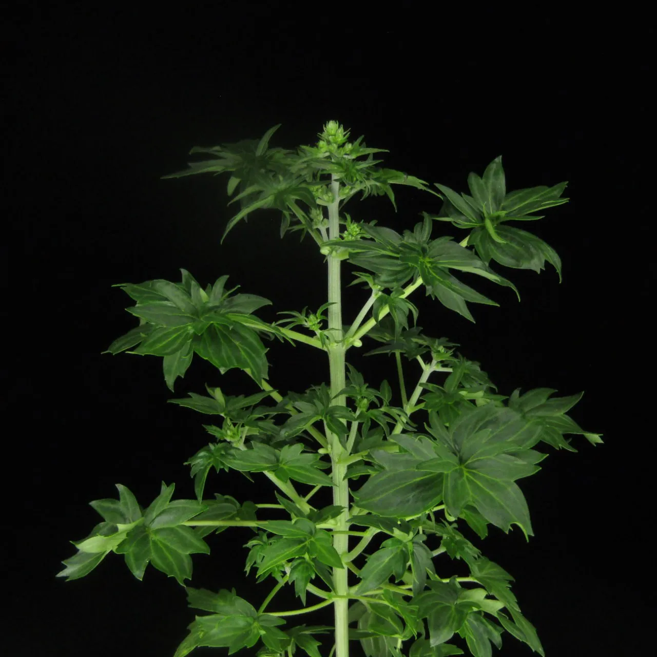Plant with a straight stem, fused-lobe leaves and flowers at the top on a black background.