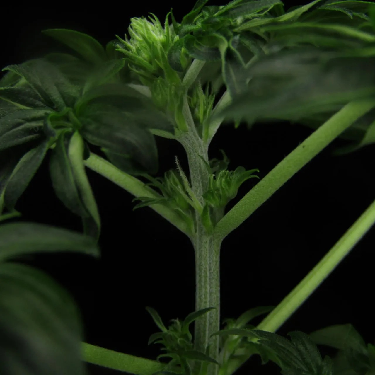 Close-up of a fuzzy stem with flowers at the nodes on a black background.