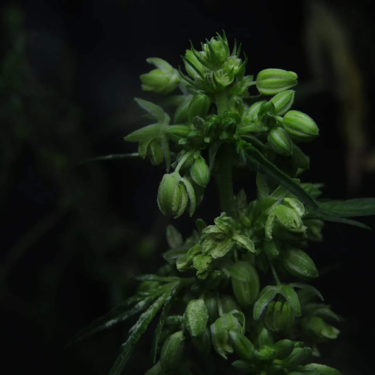 Close-up of clusters of male flowers with opening pollen sacs on a dark background.
