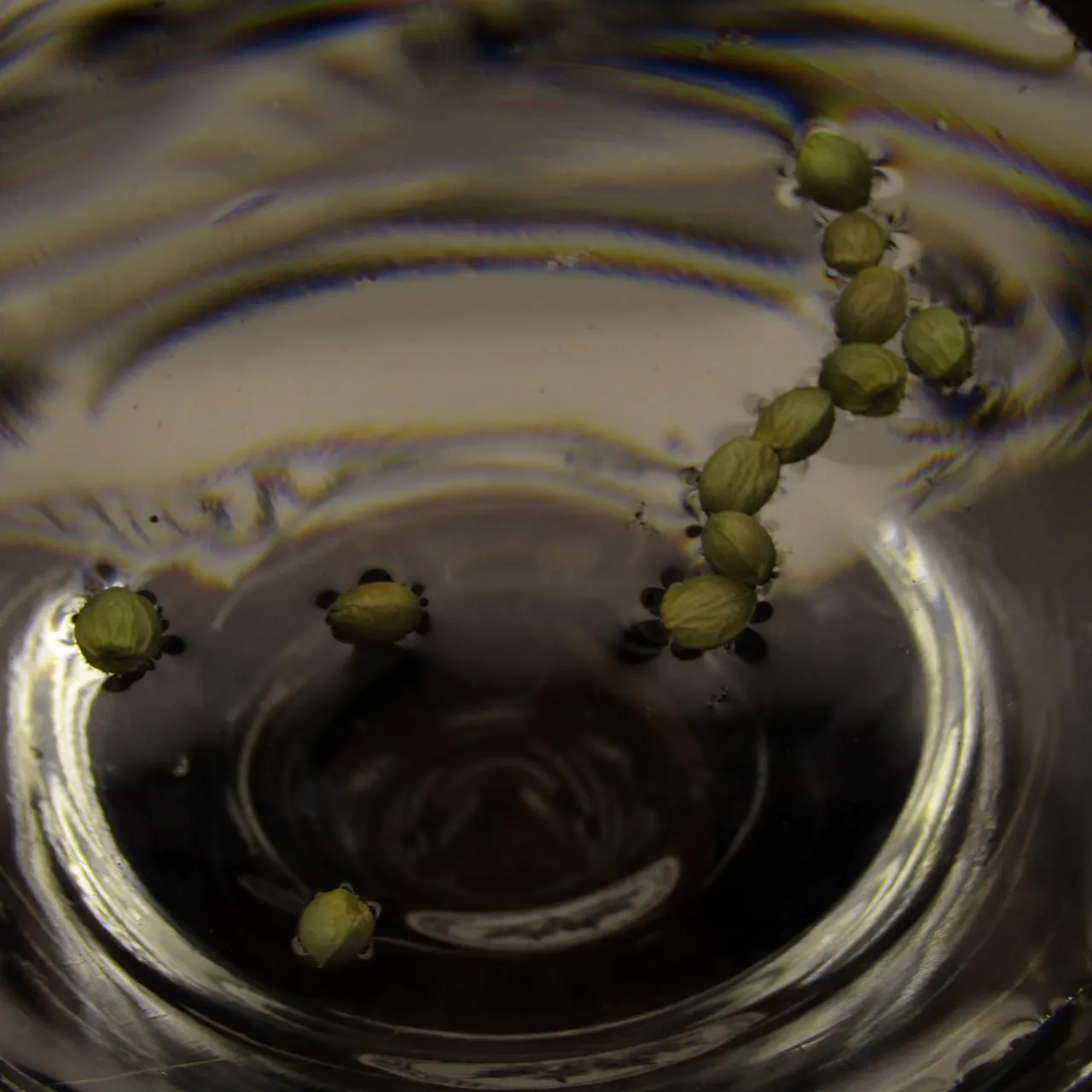 Pale seeds floating on water in a clear glass, top view.