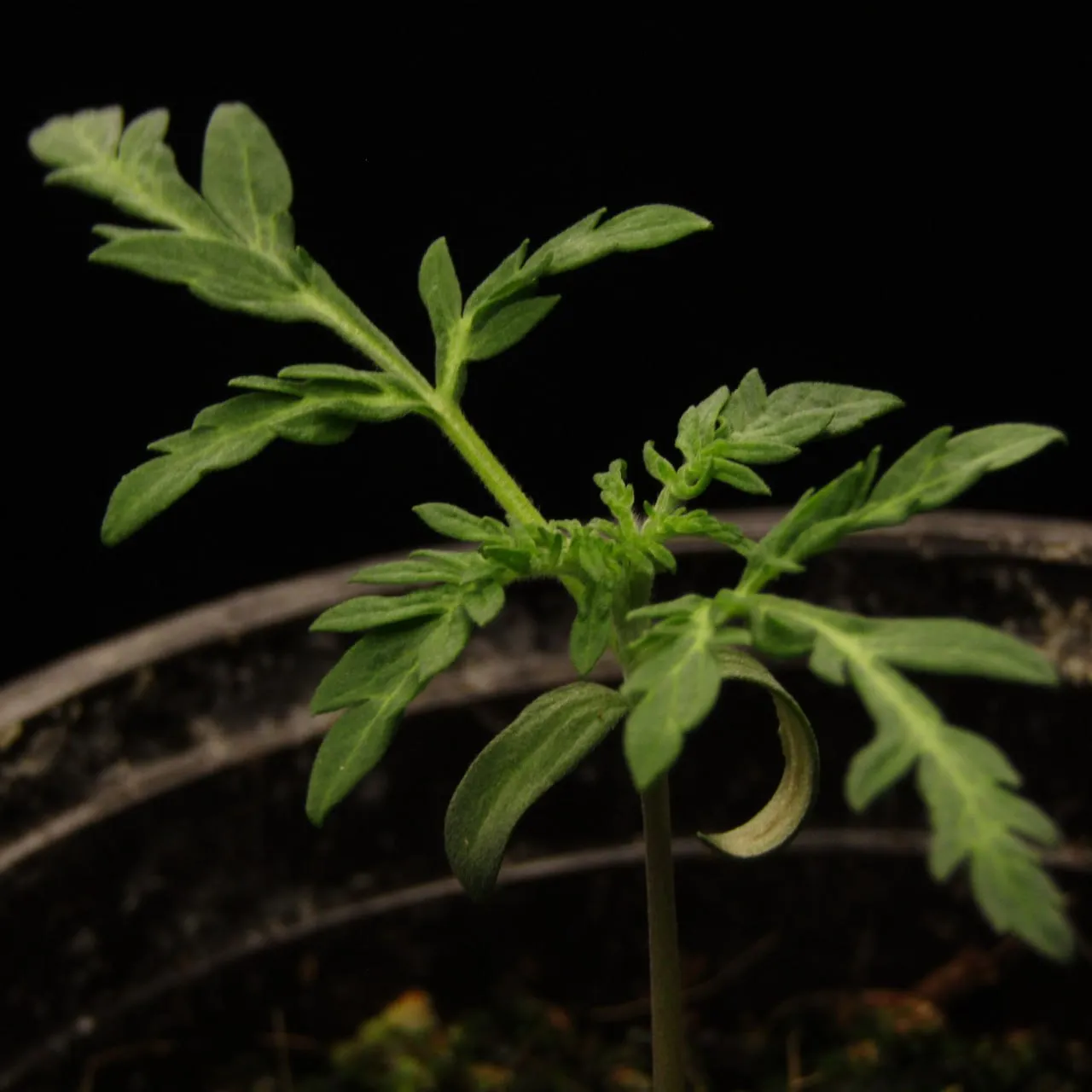 Seedling with narrow divided leaves on a dark background.