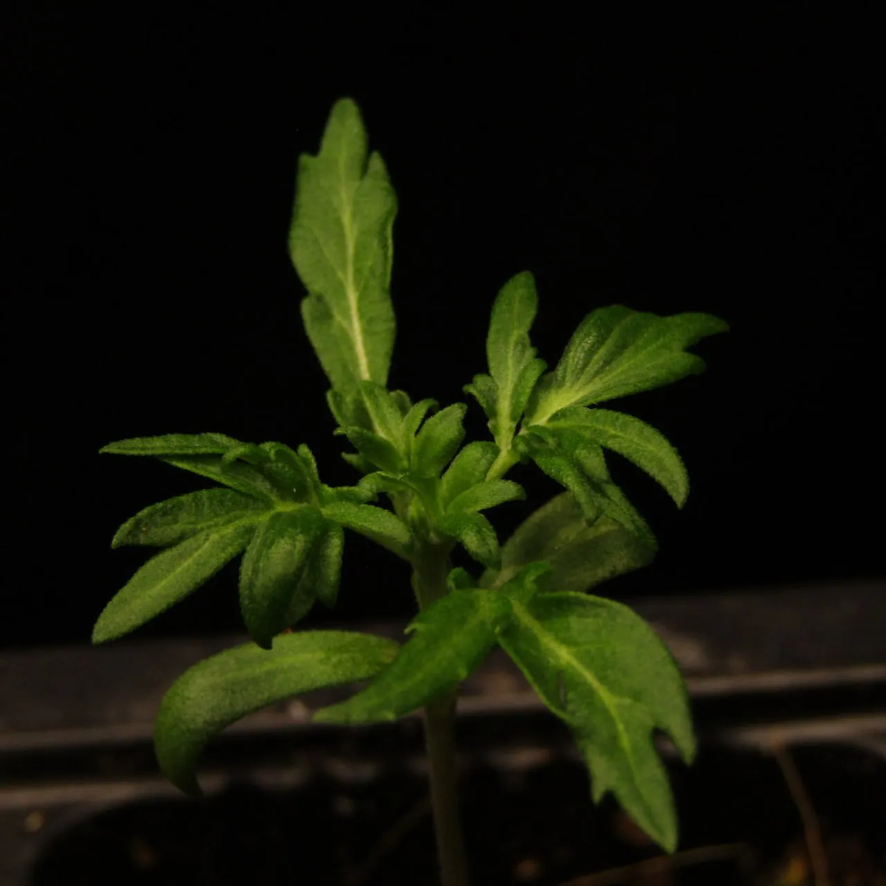 Seedling with fuzzy leaves whose fingers are partly separated, on a black background.
